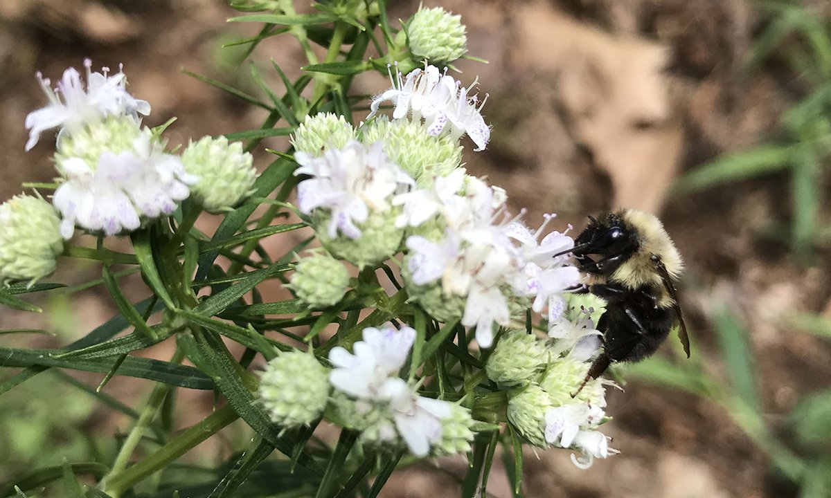 A bee on a flower