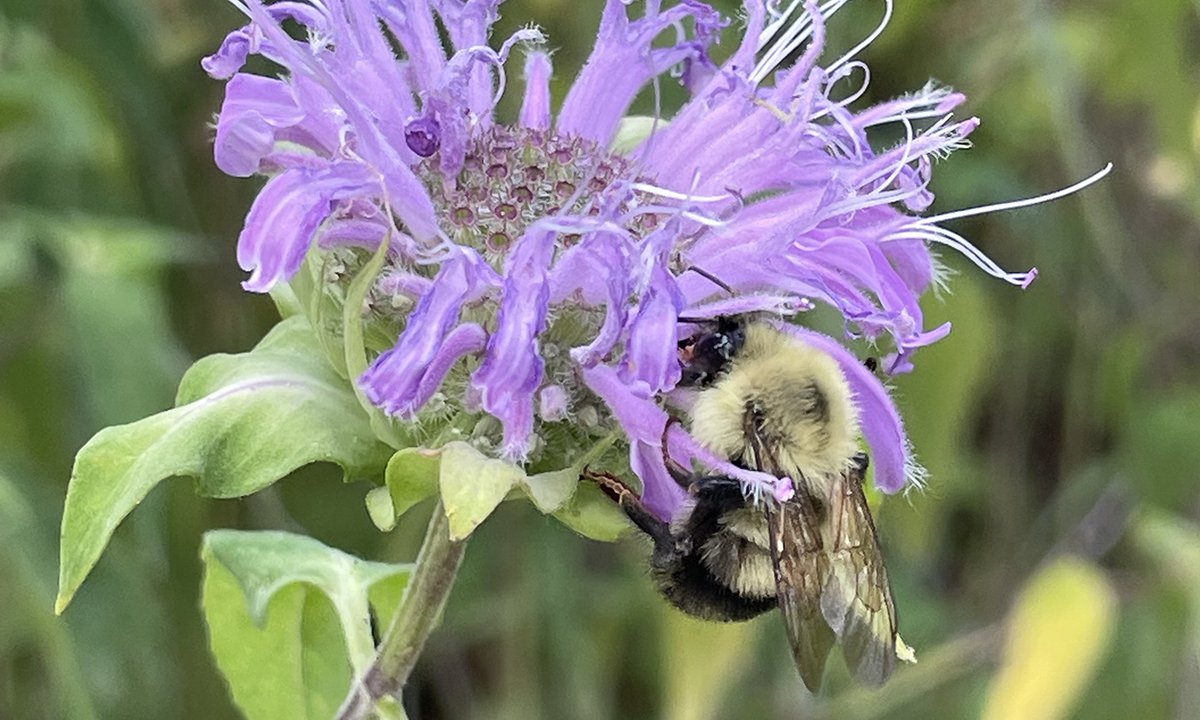 A bee on a purple flower.