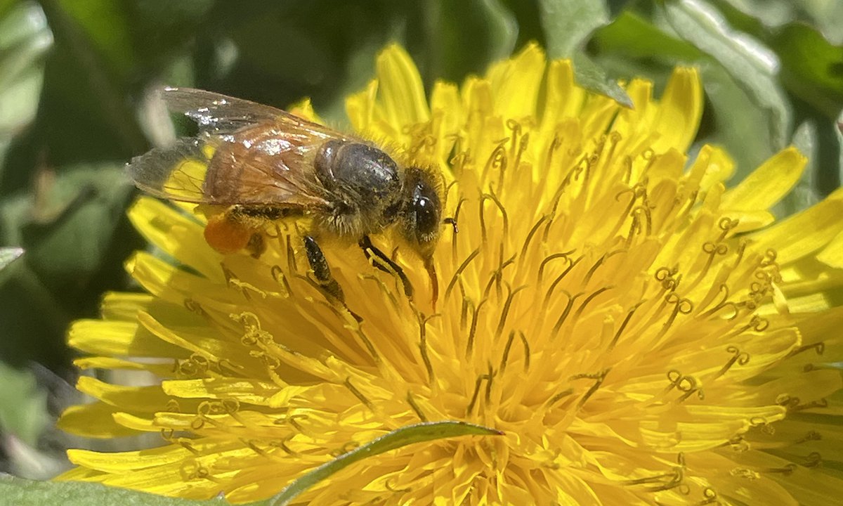 A bee on a yellow dandelion flower.