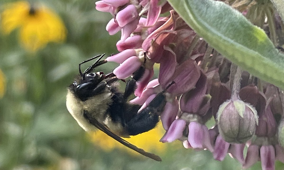 A bee on a light purple flower.