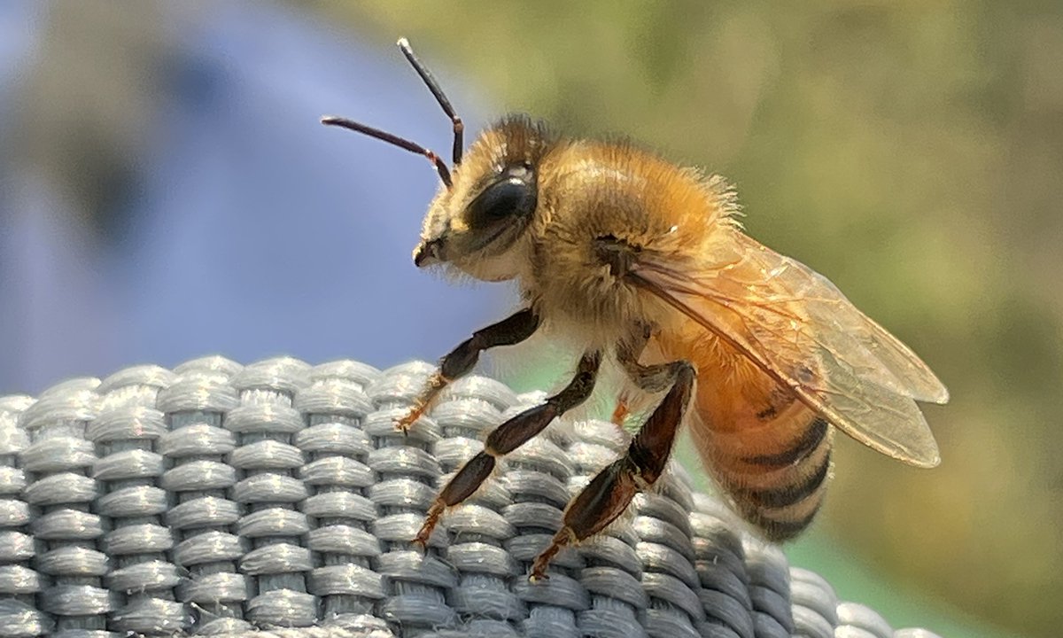 A honey bee.