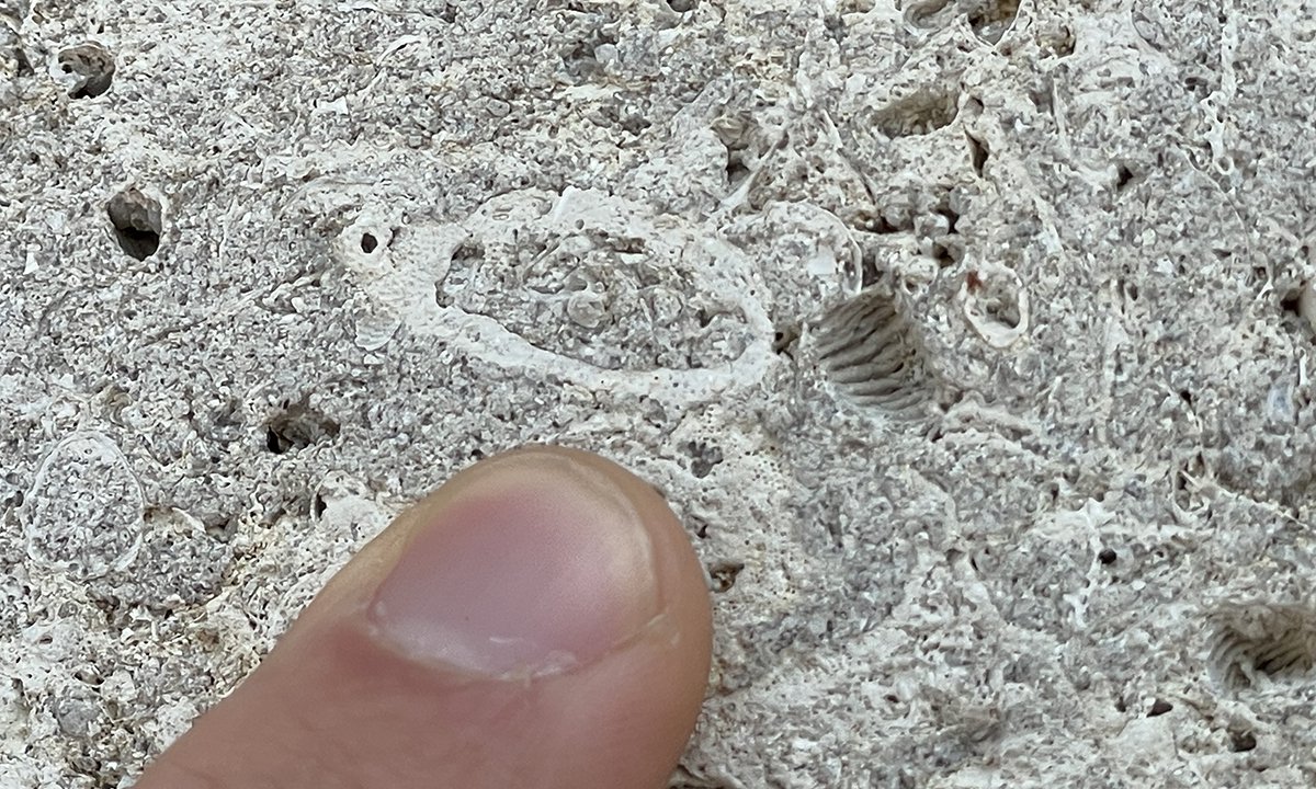 finger pointing to oval-shaped fossil in limestone that makes up Science Museum's building