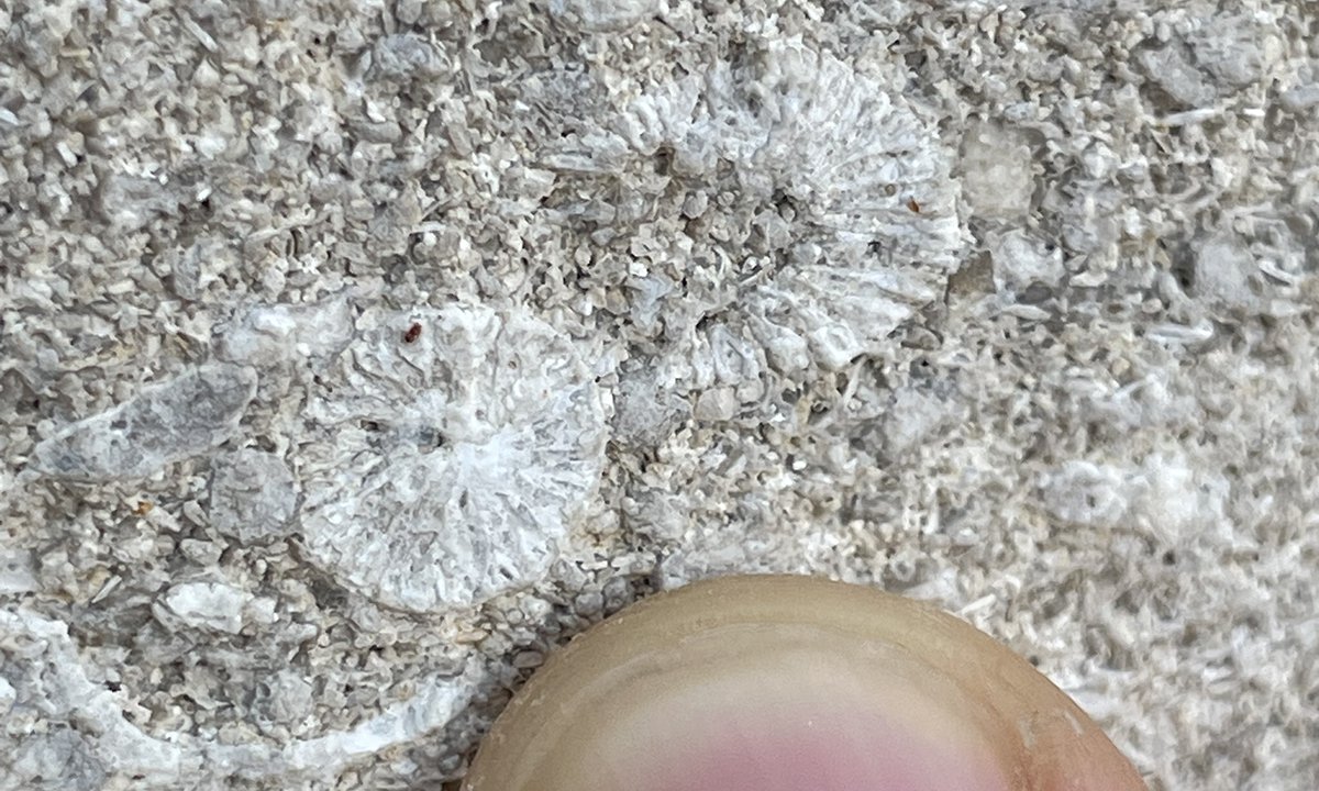 finger pointing to fossil in limestone that makes up Science Museum's building