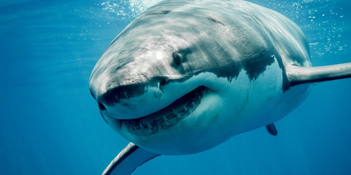 Image of a great white shark smiling.