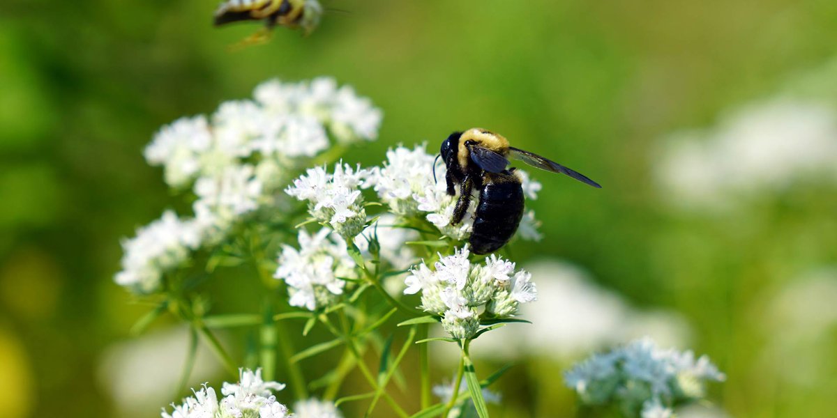 A bee pollinating a flower.