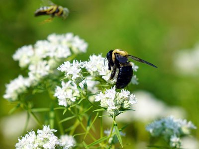 A bee pollinating a flower.